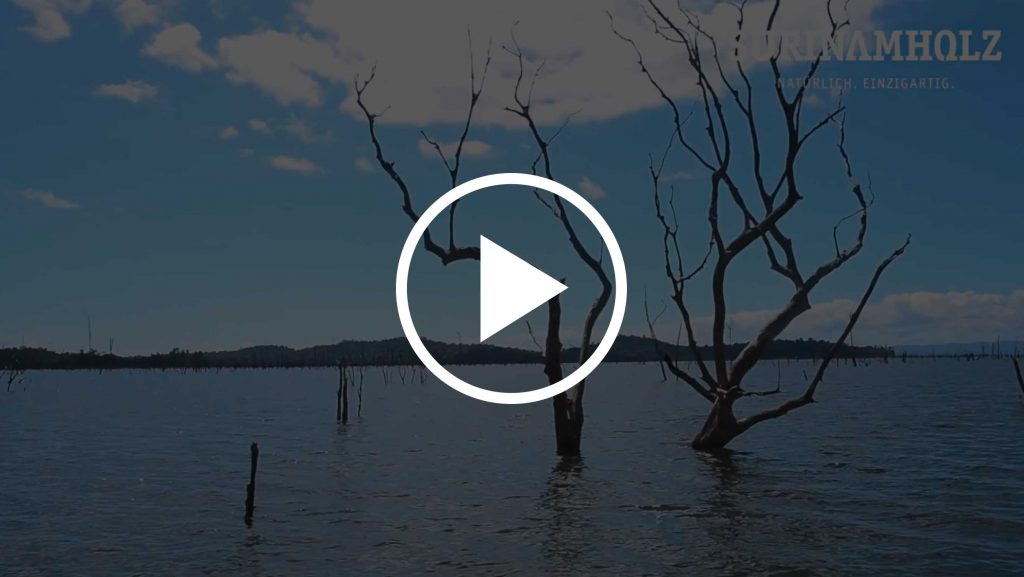 Video zum Surinamholz von HolzLand Beese in Unna.