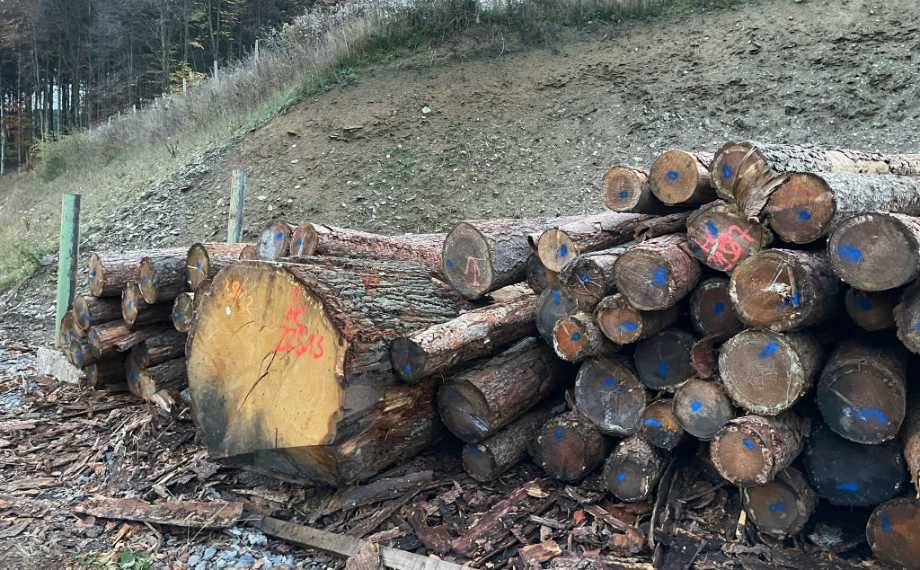 Rohstoff Holz für das Sägewerk Hegener-Hachmann, HolzLand Beese Unna