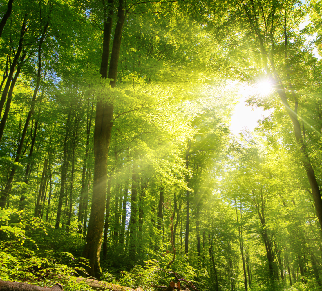 Wald mit Sonneneinstrahlung | HolzLand Beese in Unna
